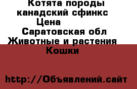 Котята породы канадский сфинкс › Цена ­ 3 000 - Саратовская обл. Животные и растения » Кошки   